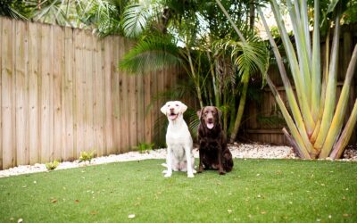 How to Prevent Pet Smells on Artificial Turf